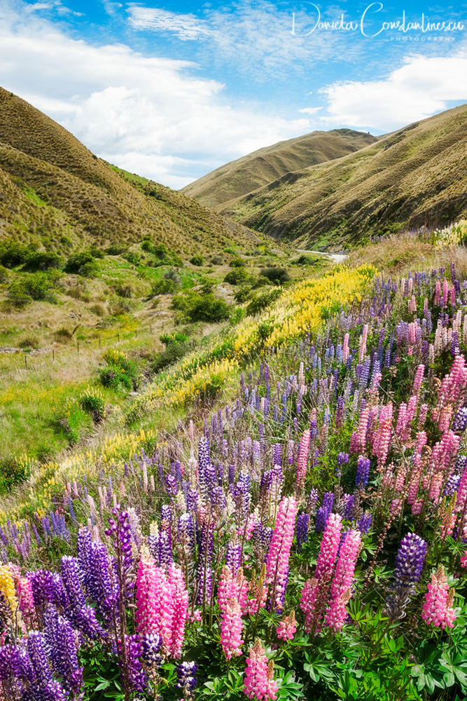 Meadows of multicolored lupines